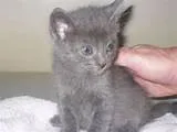 Gato ra a não tem idade 2 a 6 meses nome não tem