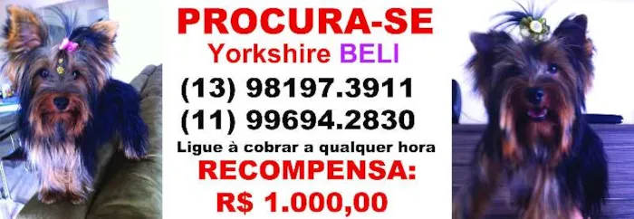 Cachorro ra a Yorkshire idade 7 a 11 meses nome Beli GRATIFICA