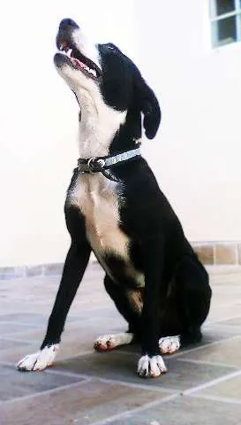 Cachorro ra a SRD idade 2 anos nome Brownie