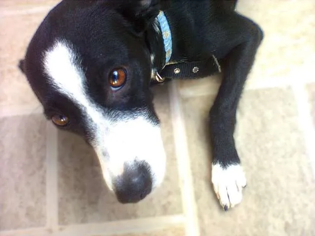 Cachorro ra a SRD idade 2 anos nome Brownie