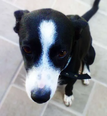 Cachorro ra a SRD idade 2 anos nome Brownie