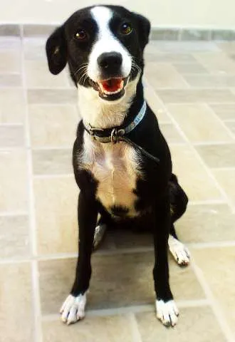 Cachorro ra a SRD idade 2 anos nome Brownie