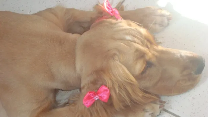 Cachorro ra a Cocker idade 4 anos nome Gaby