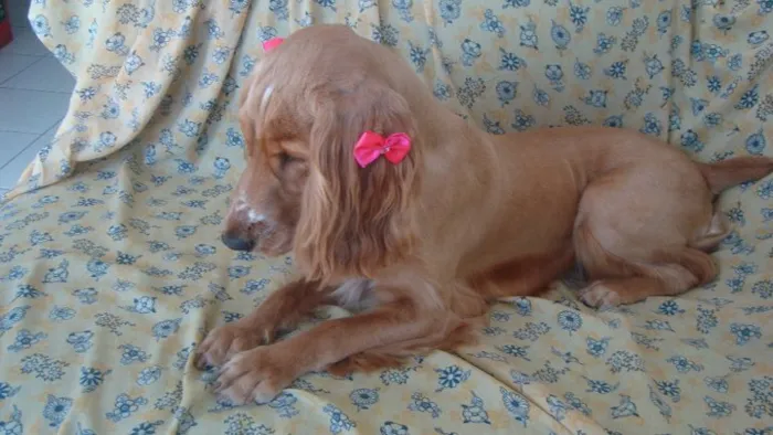 Cachorro ra a Cocker idade 4 anos nome Gaby