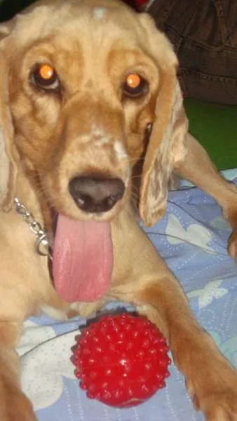 Cachorro ra a Cocker idade 4 anos nome Gaby