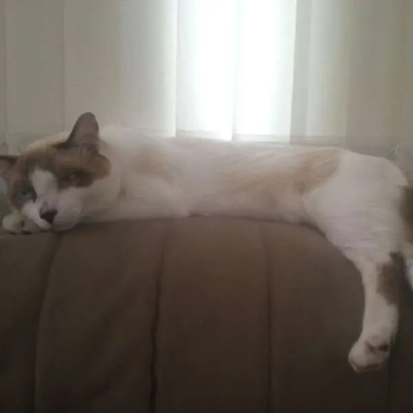 Gato ra a SRD idade 7 a 11 meses nome bebeco