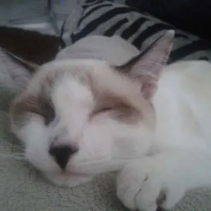 Gato raça SRD idade 7 a 11 meses nome bebeco