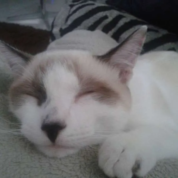 Gato ra a SRD idade 7 a 11 meses nome bebeco