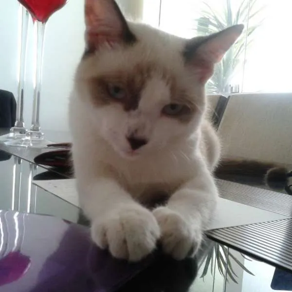 Gato ra a SRD idade 7 a 11 meses nome bebeco