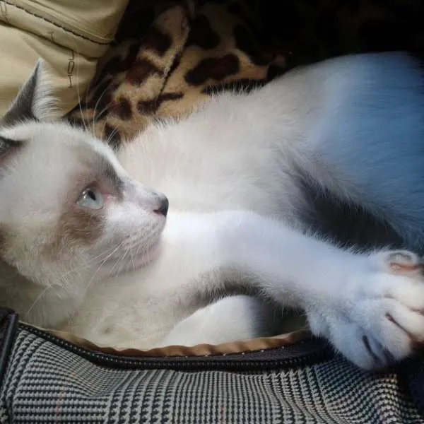Gato ra a SRD idade 7 a 11 meses nome bebeco