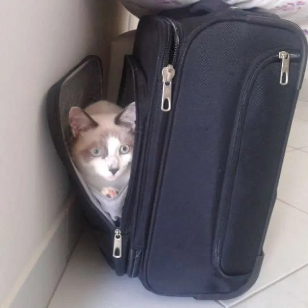 Gato ra a SRD idade 7 a 11 meses nome bebeco