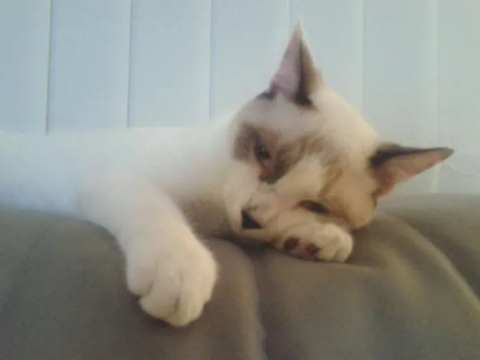 Gato ra a SRD idade 7 a 11 meses nome bebeco