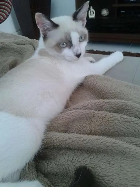 Gato ra a SRD idade 7 a 11 meses nome bebeco