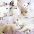 Tony e Cleo