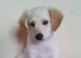 PIPU