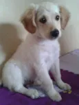 PIPU