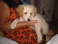 PIPU