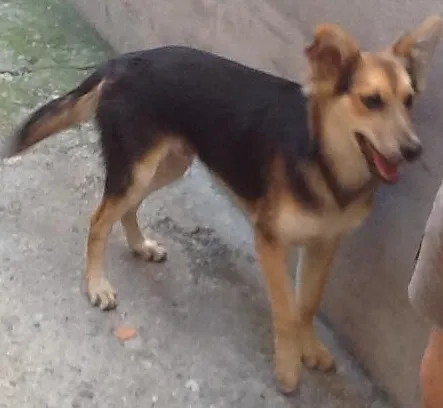 Cachorro ra a SRD idade 7 a 11 meses nome Lobinho