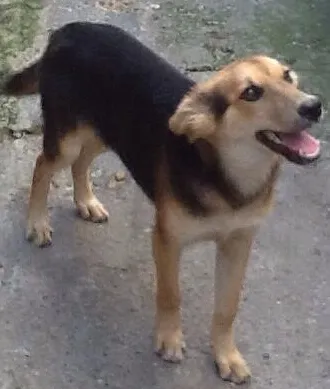 Cachorro ra a SRD idade 7 a 11 meses nome Lobinho