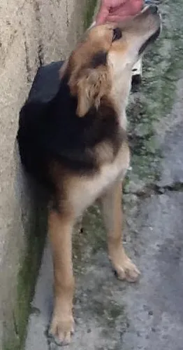 Cachorro ra a SRD idade 7 a 11 meses nome Lobinho