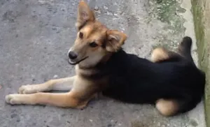 Cachorro raça SRD idade 7 a 11 meses nome Lobinho