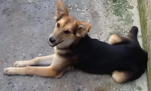 Cachorro ra a SRD idade 7 a 11 meses nome Lobinho