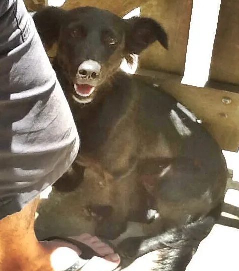 Cachorro ra a SRD idade 1 ano nome Mili