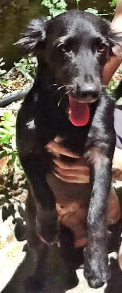 Cachorro ra a SRD idade 1 ano nome Mili