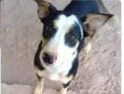 Cachorro ra a Vira-Lata idade 7 a 11 meses nome Sapecuira