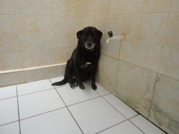 Cachorro raça vira-lata idade 6 ou mais anos nome Pantera Negra