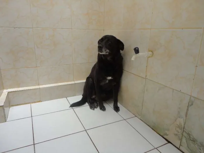 Cachorro raça vira-lata idade 6 ou mais anos nome Pantera Negra