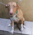 Perseu