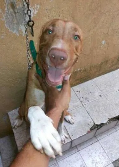 Cachorro ra a American Staffordshire idade 7 a 11 meses nome Perseu