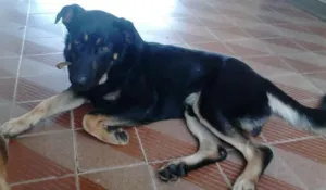 Cachorro raça Não definida idade 2 anos nome Sultão
