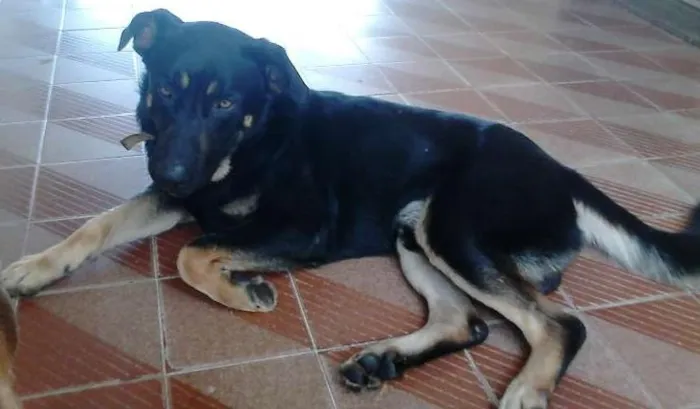 Cachorro ra a Não definida idade 2 anos nome Sultão