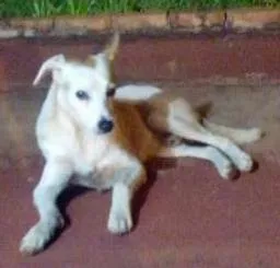 Cachorro ra a SRD idade  nome Spider