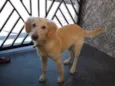 Pipoca
