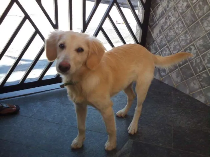 Cachorro ra a indefinido idade 2 a 6 meses nome Pipoca