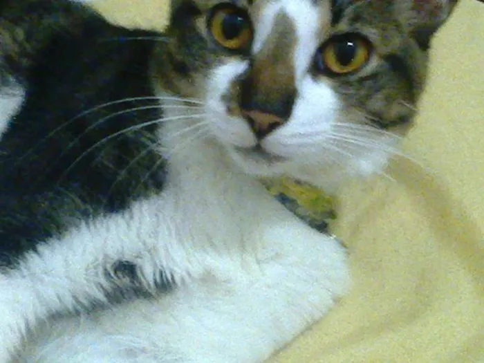 Gato ra a vira-lata idade 7 a 11 meses nome Jake