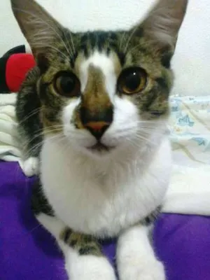 Gato raça vira-lata idade 7 a 11 meses nome Jake