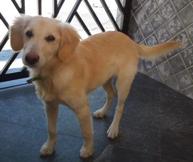 Cachorro ra a indefinido idade 2 a 6 meses nome Pipoca