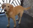 Pipoca