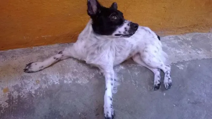 Cachorro ra a SDR idade 2 anos nome Lisa 