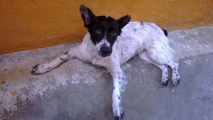 Cachorro ra a SDR idade 2 anos nome Lisa 