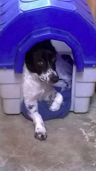 Cachorro ra a SDR idade 2 anos nome Lisa 