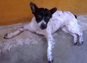Cachorro raça SDR idade 2 anos nome Lisa 
