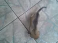 filhotes