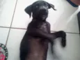 Ditinho
