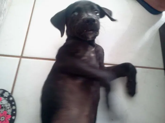 Cachorro ra a  idade 2 a 6 meses nome Ditinho