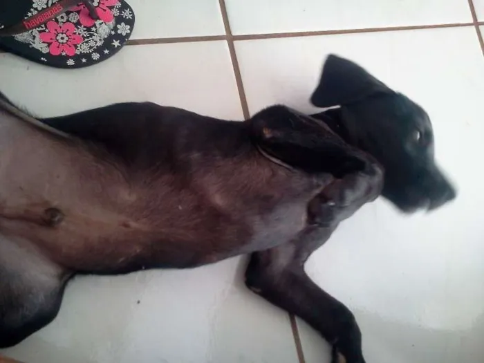 Cachorro ra a  idade 2 a 6 meses nome Ditinho